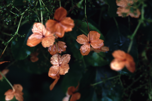 Brown Blossoms, Inversnaid, Scotland (2004)