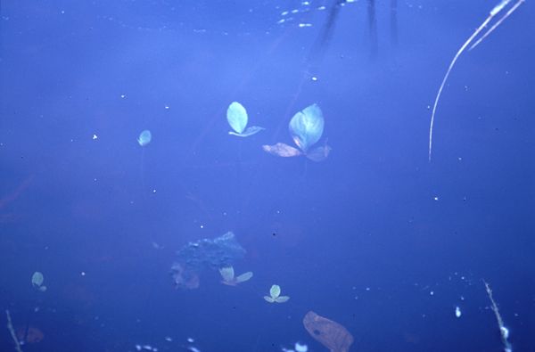 Under the Surface, Loch Dhu, Trossachs National Park, Scotland (2004)