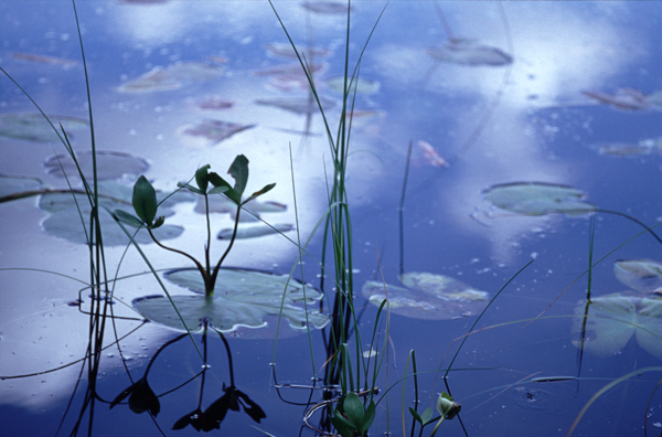 Lilypads at Loch Dhu (light), Trossachs National Park, Scotland (2004)