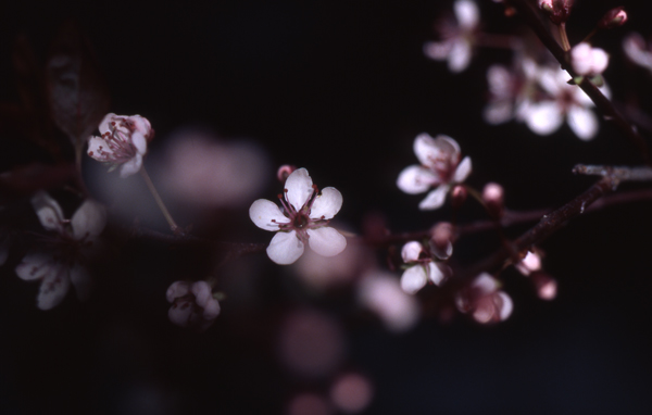 Spring Blossoms, Portland, Maine (2005)