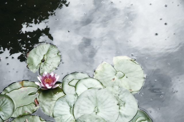 Glowing Lily. Portland, Oregon (2007)